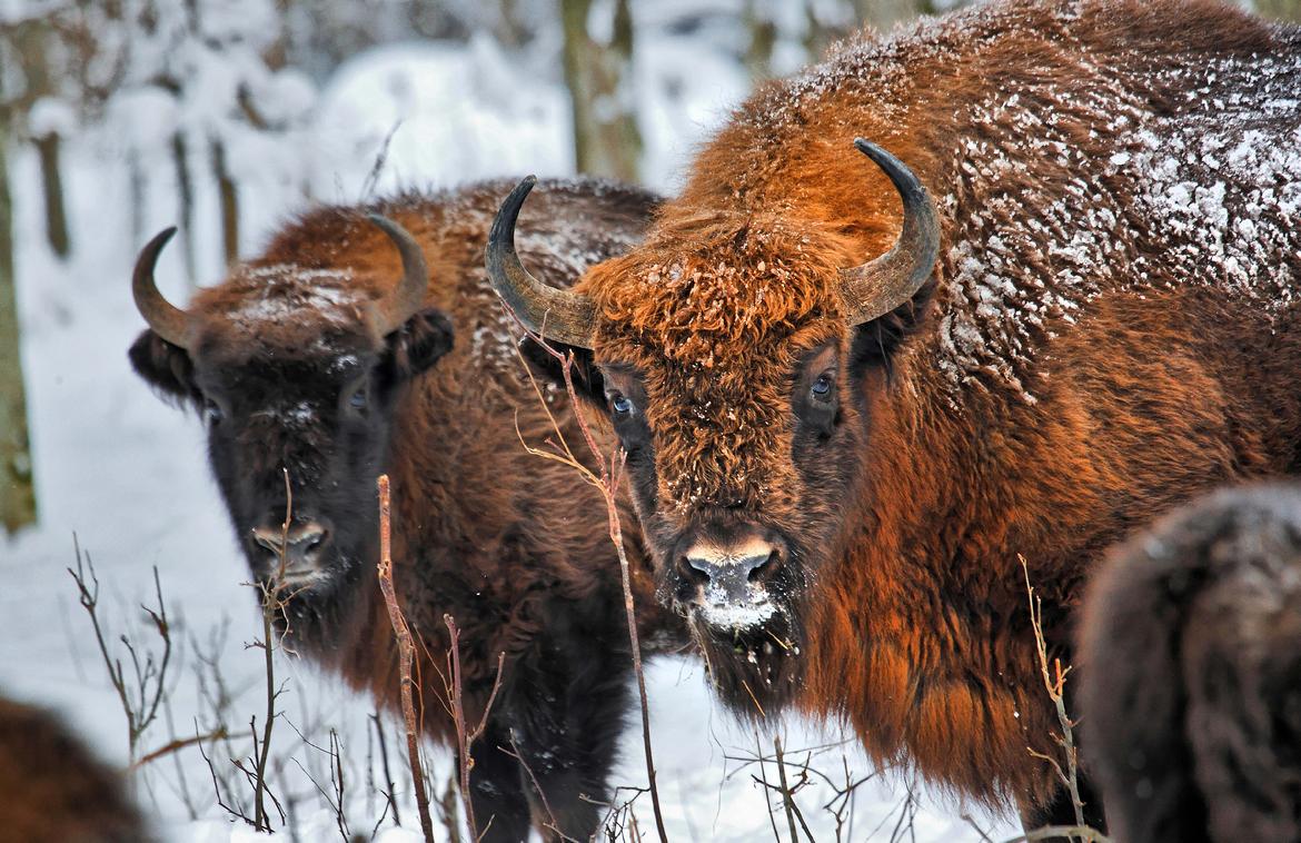 Puszcza Białowieża Żubry