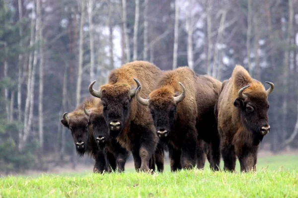 Żubr Białowieża